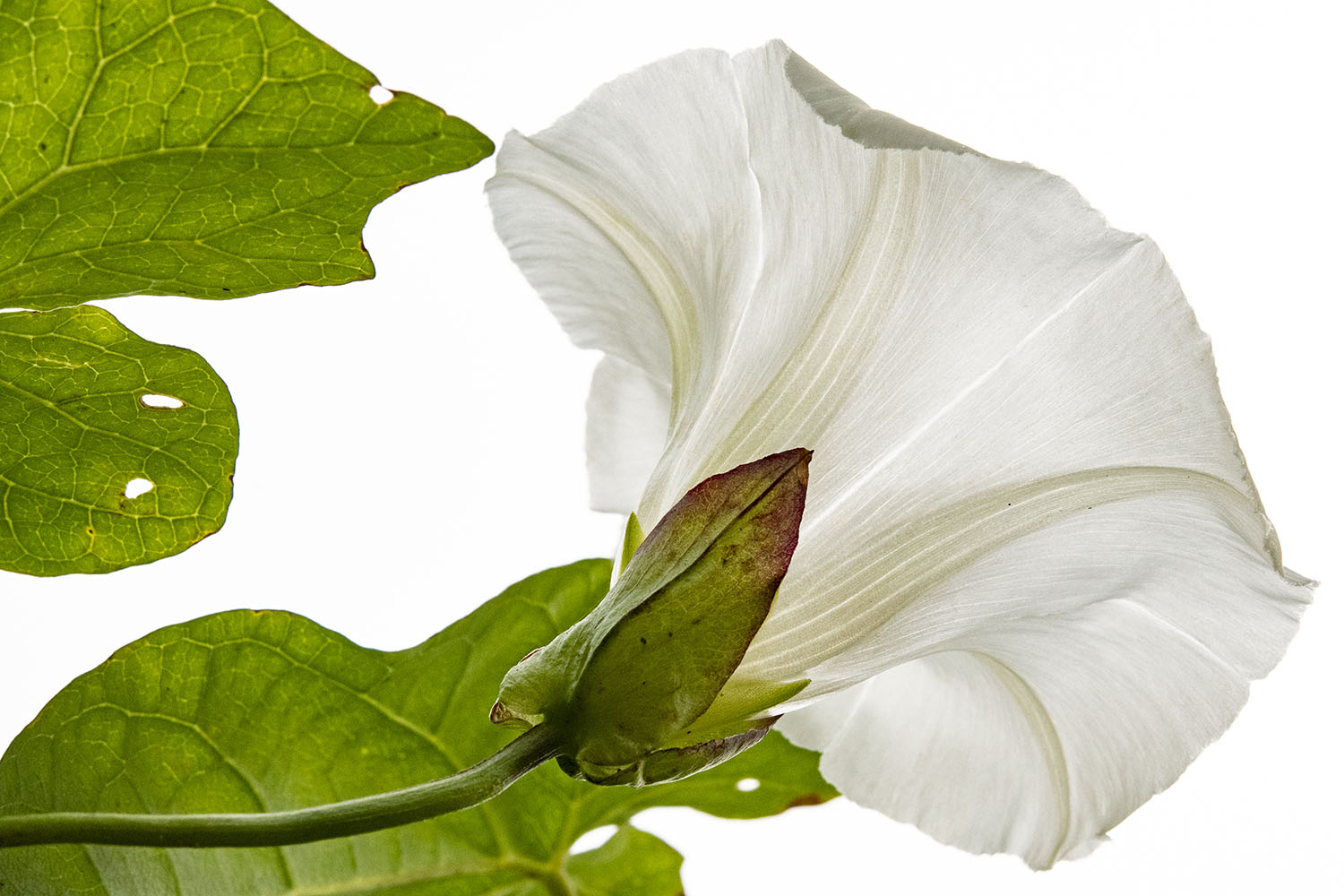 Calystegia sepium